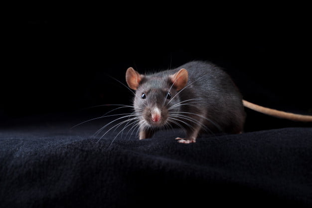Mice & Rat Pest Control Sydney